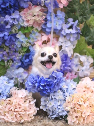 20250612ミルクちゃん 